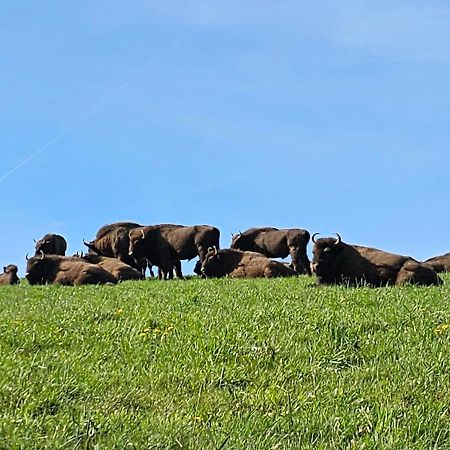 Апартаменты Fewo Am Premium Wanderort Бад-Берлебург Экстерьер фото
